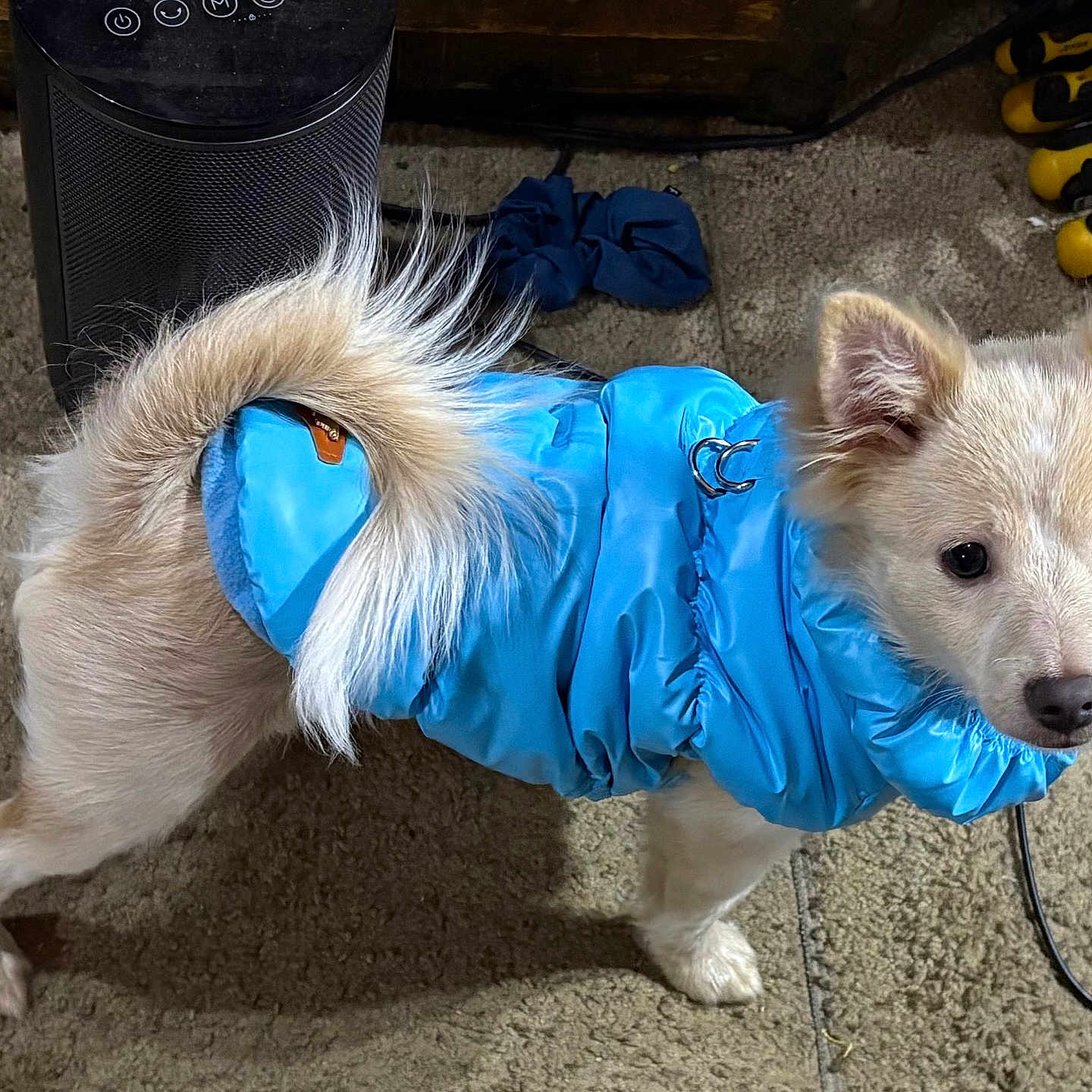 Gizmo is registered to the contest to win money with this photo: animal, blue_jacket, carpet, curious, curled_tail, cute, dog, domestic, ears, floor, fur, heater, indoor, light_color, looking, pet, puffer_jacket, small_dog, standing, tools