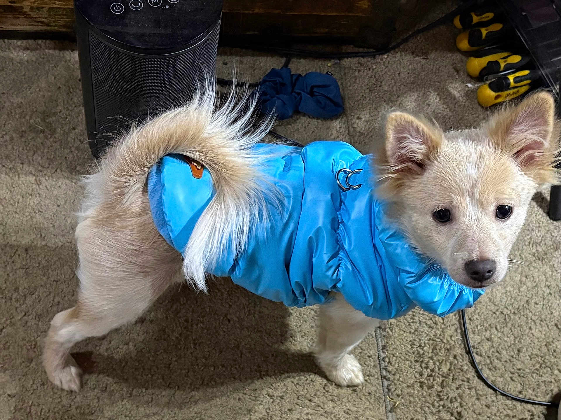 Gizmo is registered to the contest to win money with this photo: dog, blue_jacket, carpet, indoor, pet, curled_tail, fur, small_dog, looking, cute, puffer_jacket, floor, heater, tools, ears, animal, domestic, standing, curious, light_color