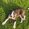 dog, puppy, brown_and_white, grass, outdoor, lawn, lying_down, pet, animal, portrait, sunlight, shadow, greenery, white_paws, floppy_ears, short_hair, collar, playful, backyard, photography