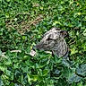 dog, greyhound, ivy, greenery, foliage, outdoor, nature, leafy, camouflage, pet, animal, portrait, collar, plant, garden, quiet, peaceful, side_view, alert, explorer