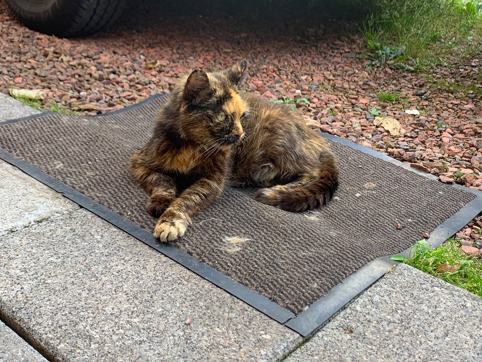 Lola a rejoint le concours — aidez-le/la à gagner de superbes lots ! asphalt, carnivore, cat, domestic_short_haired_cat, felidae, flagstone, flooring, grass, grey, groundcover, infrastructure, plant, road, road_surface, sidewalk, small_to_medium_sized_cats, snout, tail, terrestrial_animal, whiskers
