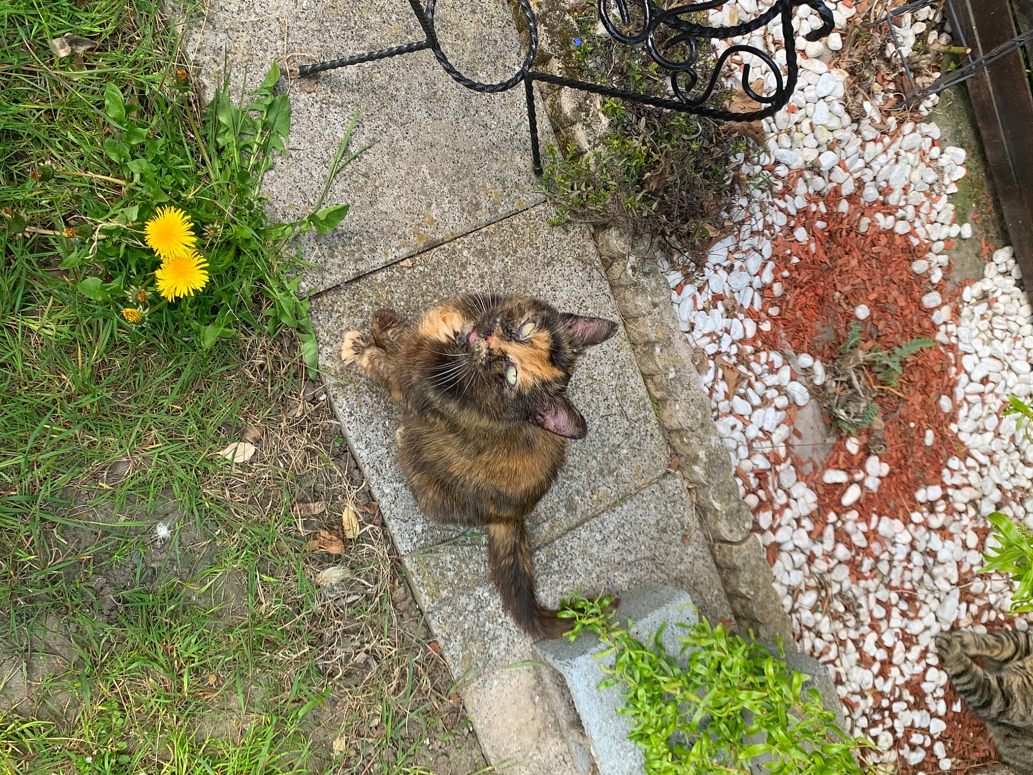 Lola a rejoint le concours — aidez-le/la à gagner de superbes lots ! brick, brickwork, canidae, carnivore, companion_dog, dog, dog_breed, fawn, felidae, flower, grass, groundcover, landscape, leaf, plant, road_surface, shrub, sidewalk, sporting_group, tail