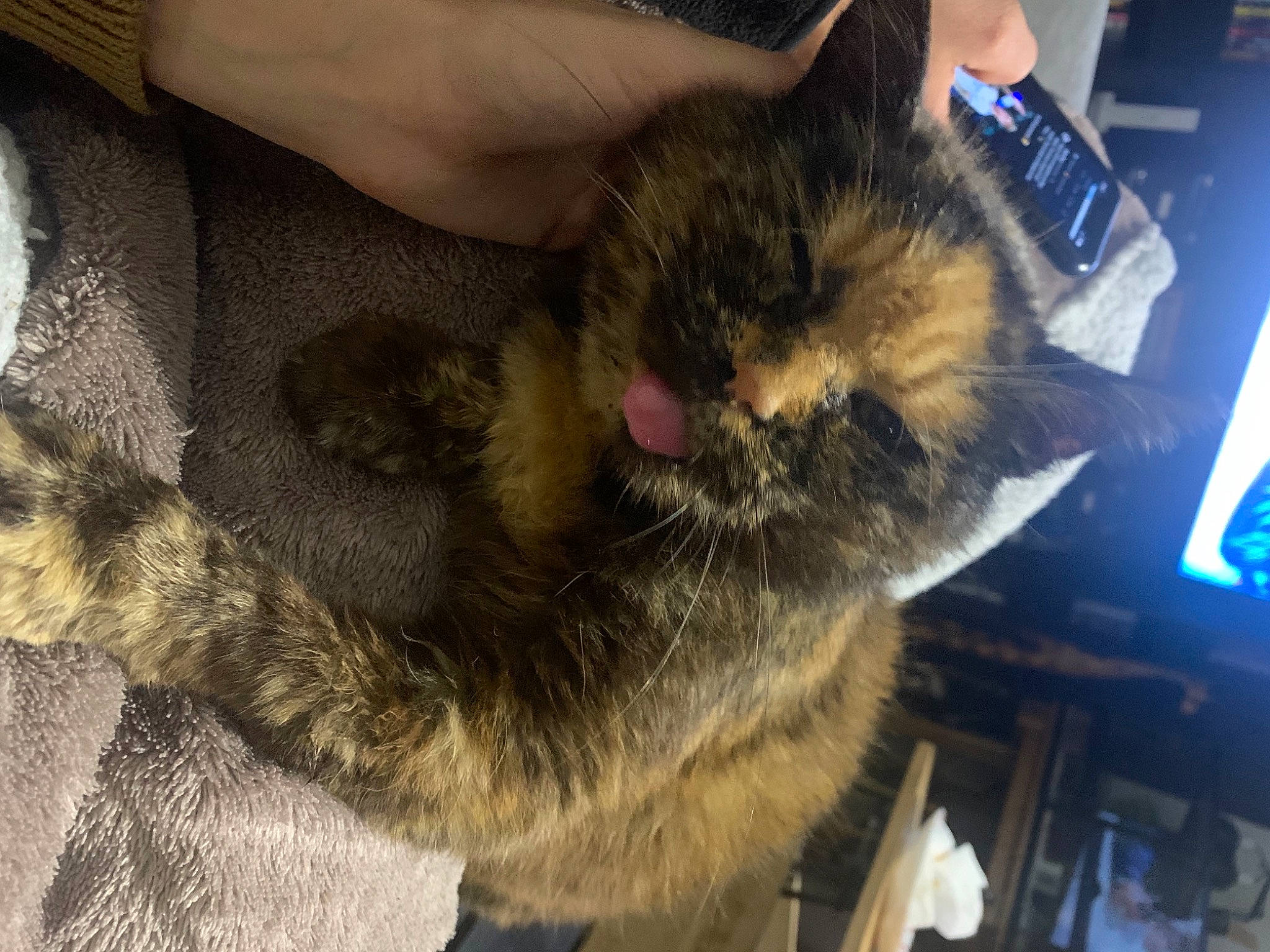 Lola a rejoint le concours — aidez-le/la à gagner de superbes lots ! canidae, carnivore, cat, claw, comfort, companion_dog, dog_breed, domestic_short_haired_cat, fawn, felidae, fur, hand, human_leg, lap, nap, paw, small_to_medium_sized_cats, sporting_group, tail, whiskers