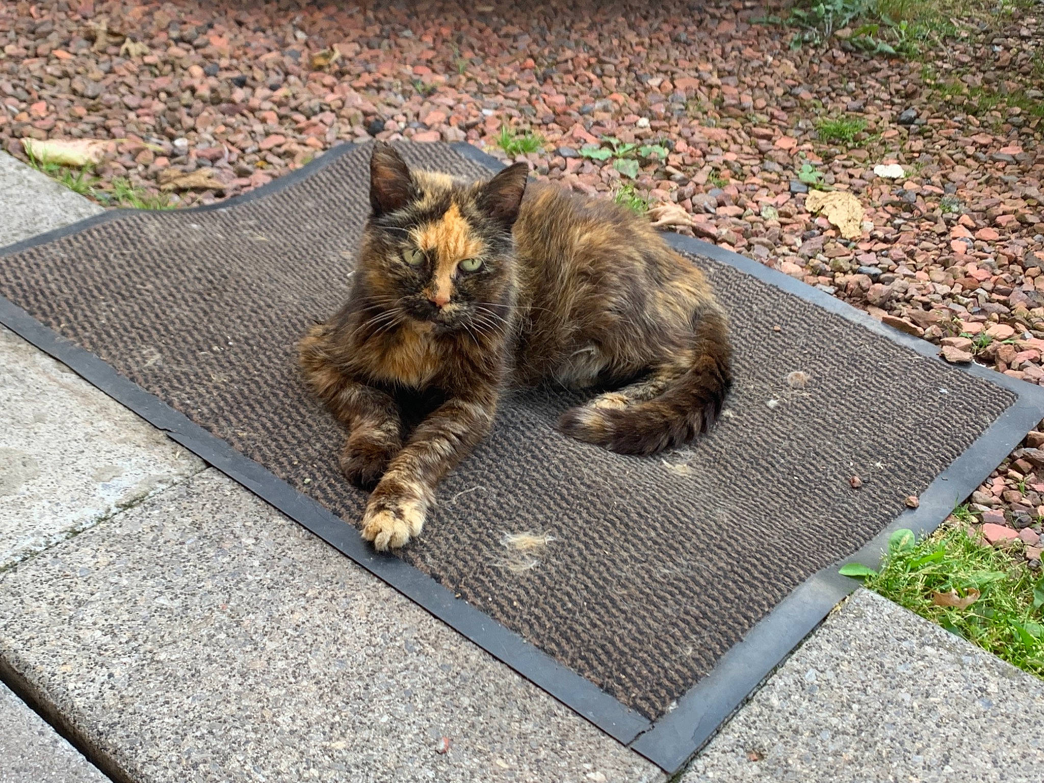 Lola participe au concours pour gagner de l'argent avec cette photo : asphalt, black_cat, carnivore, cat, claw, domestic_short_haired_cat, felidae, flagstone, flooring, grass, grey, plant, road_surface, sidewalk, small_to_medium_sized_cats, snout, sporting_group, tail, terrestrial_animal, whiskers