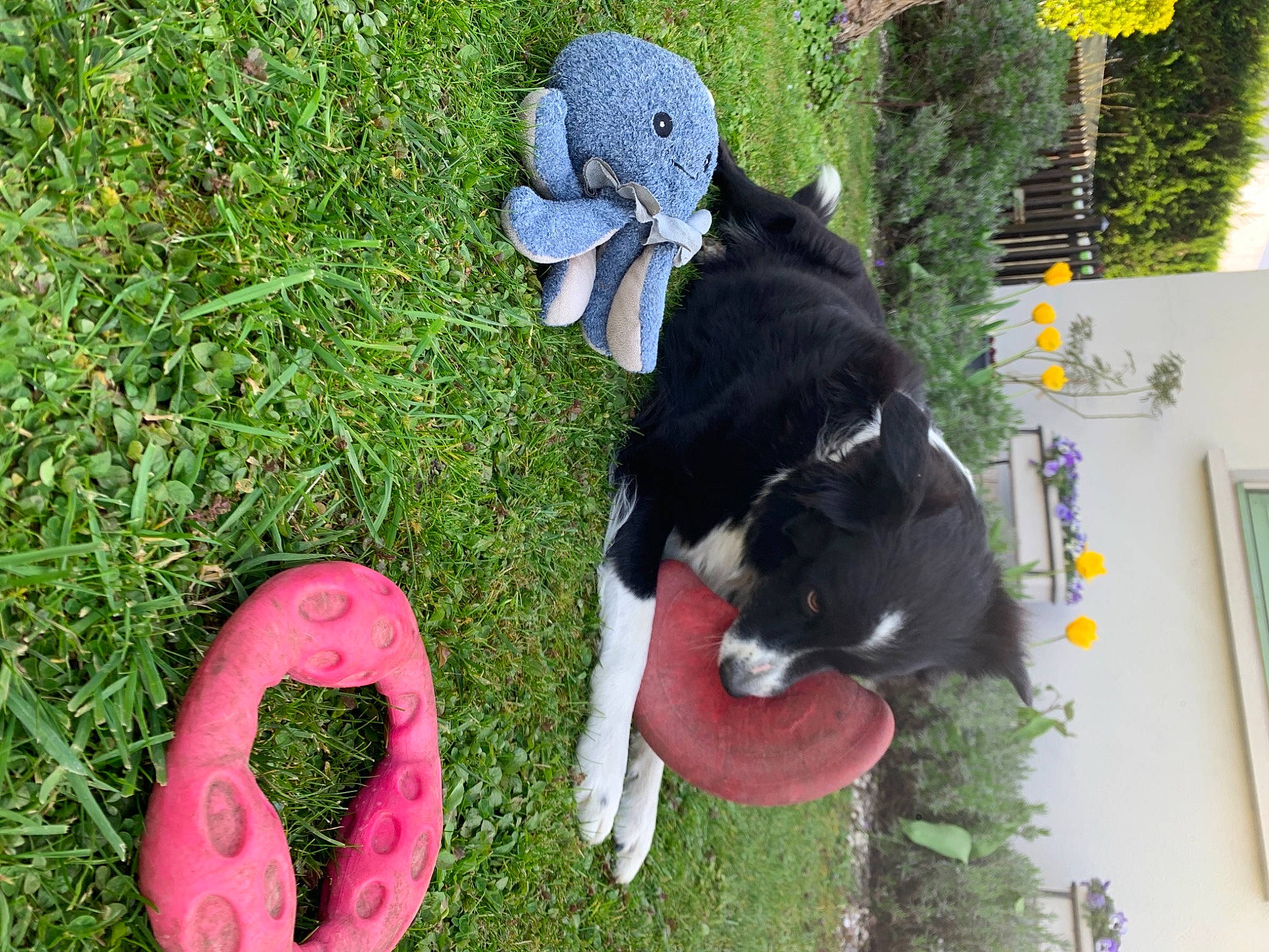 Flavy participe au concours pour gagner de l'argent avec cette photo : canidae, carmine, carnivore, companion_dog, dog, dog_breed, felidae, fur, grass, groundcover, lawn, plant, small_to_medium_sized_cats, sporting_group, tail, toy, tree, window, working_animal, yellow