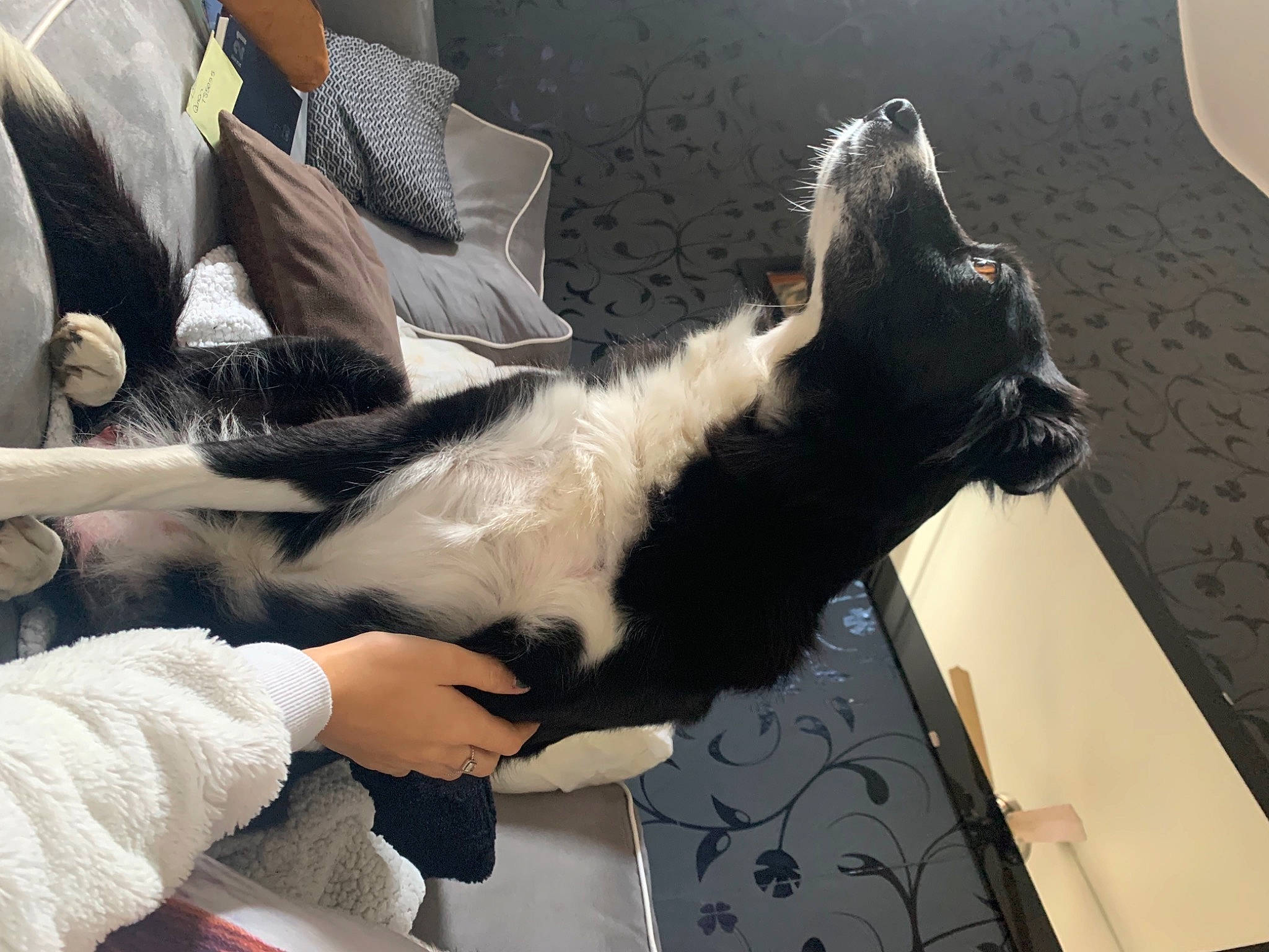 Flavy a rejoint le concours — aidez-le/la à gagner de superbes lots ! canidae, carnivore, cat, comfort, companion_dog, dog_breed, domestic_short_haired_cat, elbow, felidae, foot, fur, gesture, human_leg, lap, small_to_medium_sized_cats, sporting_group, suit, tail, whiskers, wrist