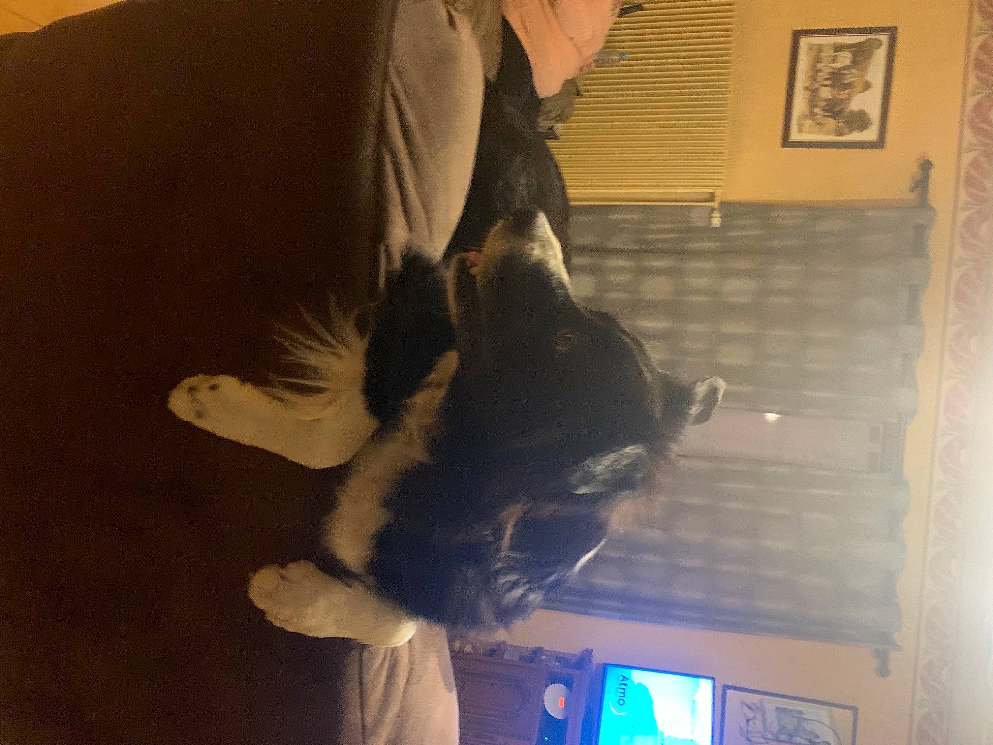 Flavy a rejoint le concours — aidez-le/la à gagner de superbes lots ! canidae, carnivore, comfort, companion_dog, dog, dog_breed, ear, fawn, felidae, flooring, fur, gesture, hardwood, picture_frame, room, small_to_medium_sized_cats, snout, sporting_group, tail, whiskers