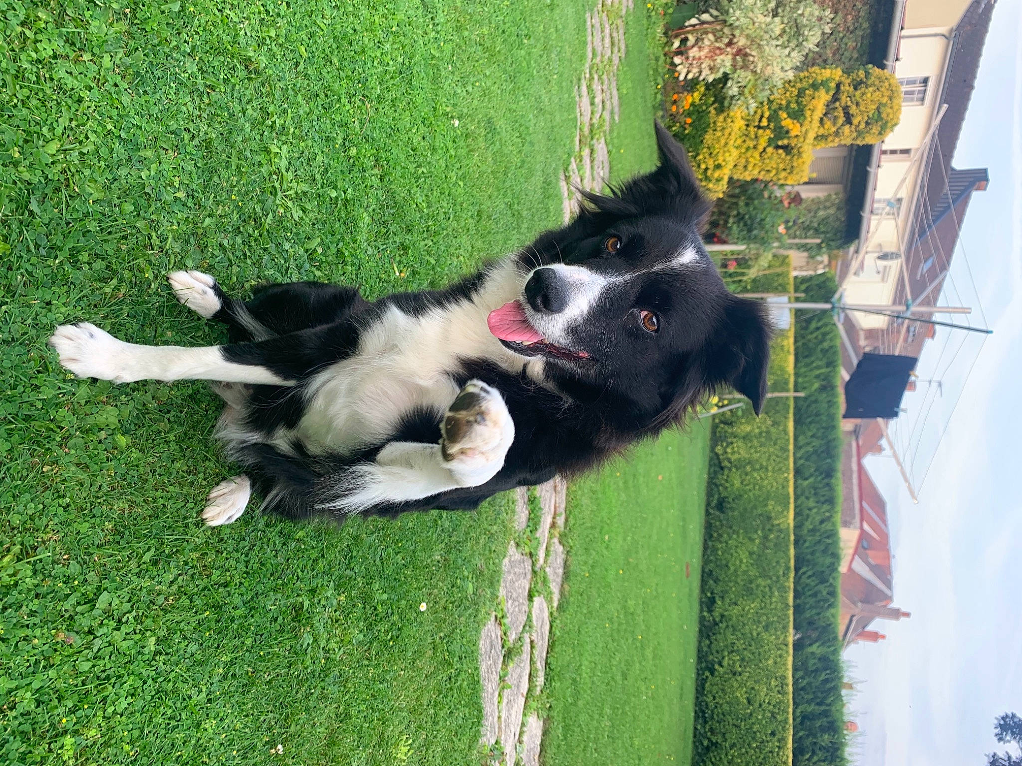 Flavy a rejoint le concours — aidez-le/la à gagner de superbes lots ! canidae, carnivore, companion_dog, dog, dog_breed, dog_collar, dog_sports, fur, grass, herding_dog, lawn, non_sporting_group, plant, shrub, sporting_group, tail, tree, working_dog