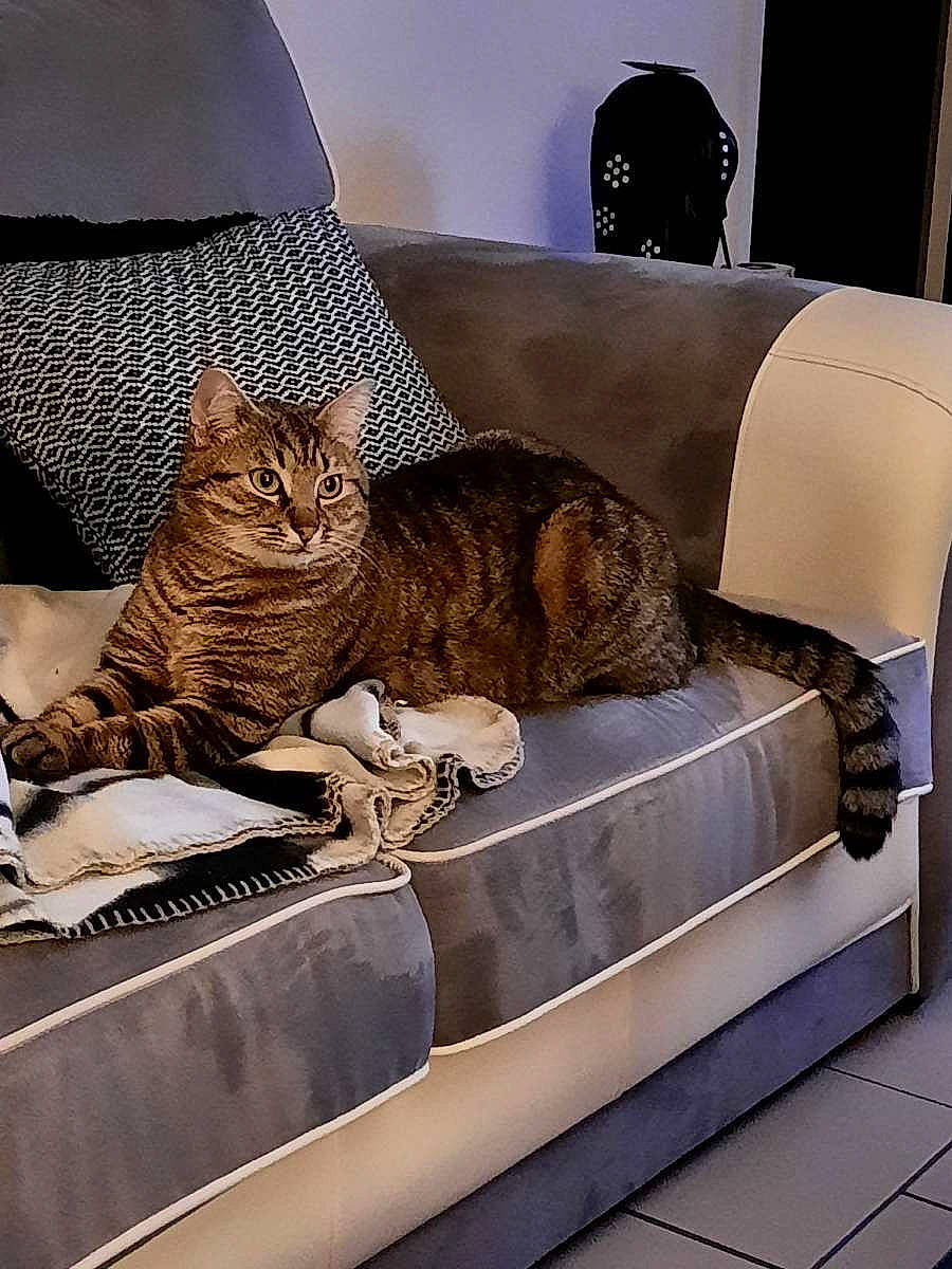 Pacha participe au concours pour gagner de l'argent avec cette photo : carnivore, cat, comfort, couch, domestic_short_haired_cat, fawn, felidae, fur, interior_design, linens, living_room, nap, rectangle, room, small_to_medium_sized_cats, studio_couch, vertebrate, whiskers, window, wood