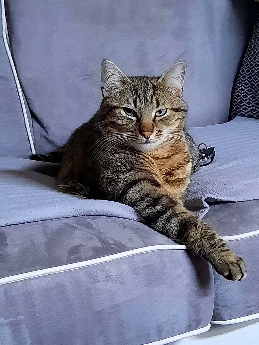 Pacha a rejoint le concours — aidez-le/la à gagner de superbes lots ! carnivore, cat, cat_supply, claw, comfort, domestic_short_haired_cat, eye, felidae, fur, grey, linens, mammal, paw, sitting, small_to_medium_sized_cats, snout, tail, terrestrial_animal, whiskers