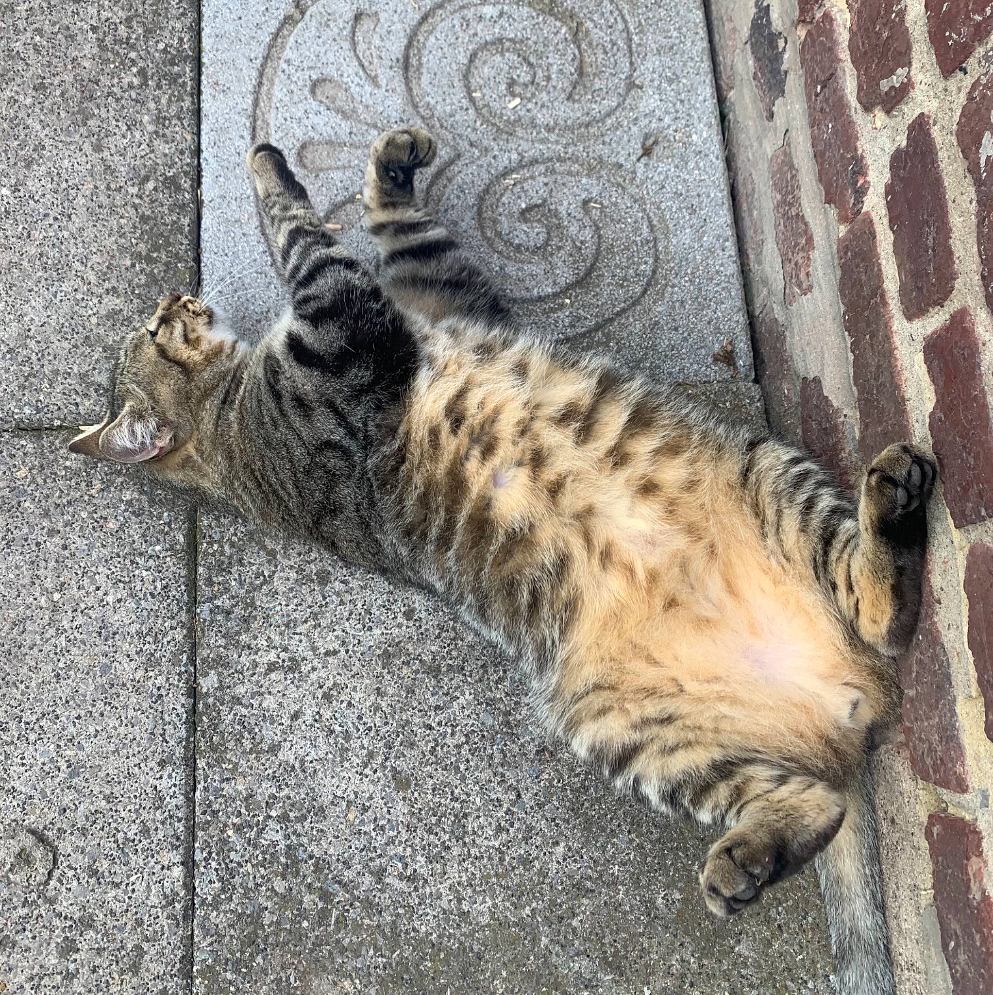 Pacha participe au concours pour gagner de l'argent avec cette photo : big_cats, carnivore, cat, claw, domestic_short_haired_cat, felidae, foot, fur, ocelot, paw, road_surface, sitting, small_to_medium_sized_cats, snout, tail, terrestrial_animal, whiskers, wildlife