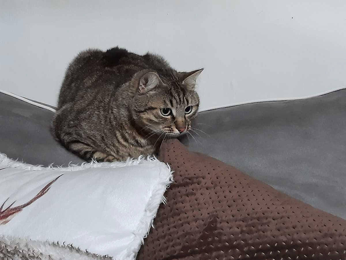 Pacha a rejoint le concours — aidez-le/la à gagner de superbes lots ! british_longhair, carnivore, cat, claw, comfort, domestic_short_haired_cat, eye, felidae, freezing, fur, grey, monochrome_photography, paw, plant, small_to_medium_sized_cats, tail, terrestrial_animal, whiskers, wildlife, window