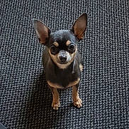 Uno participe au concours pour gagner de l'argent avec cette photo : dog, chihuahua, small_dog, pet, animal, ears, alert, looking_up, carpet, texture, indoor, cute, brown, black, standing, fur, companion, domestic_animal, portrait, canine