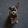 dog, chihuahua, small_dog, pet, animal, ears, alert, looking_up, carpet, texture, indoor, cute, brown, black, standing, fur, companion, domestic_animal, portrait, canine