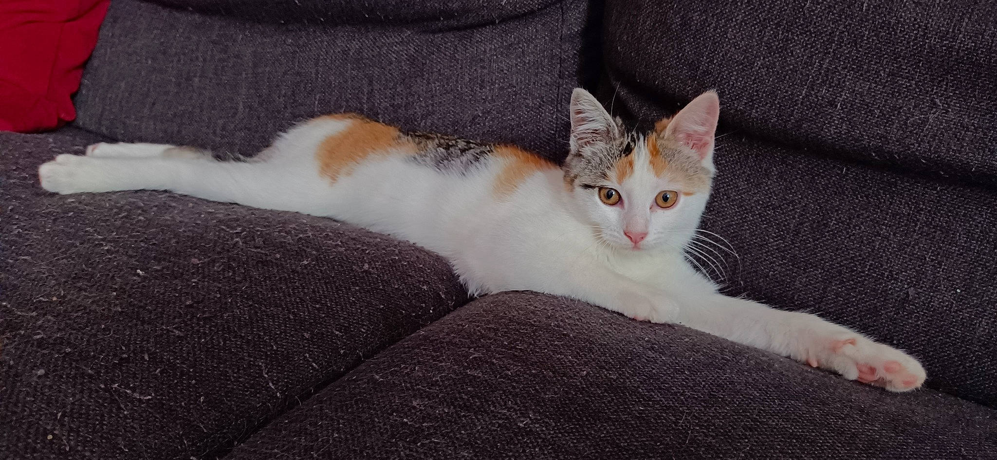 Versailles participe au concours pour gagner de l'argent avec cette photo : carnivore, cat, comfort, domestic_short_haired_cat, eye, fawn, felidae, fur, grey, paw, sitting, small_to_medium_sized_cats, snout, tail, terrestrial_animal, whiskers, wood