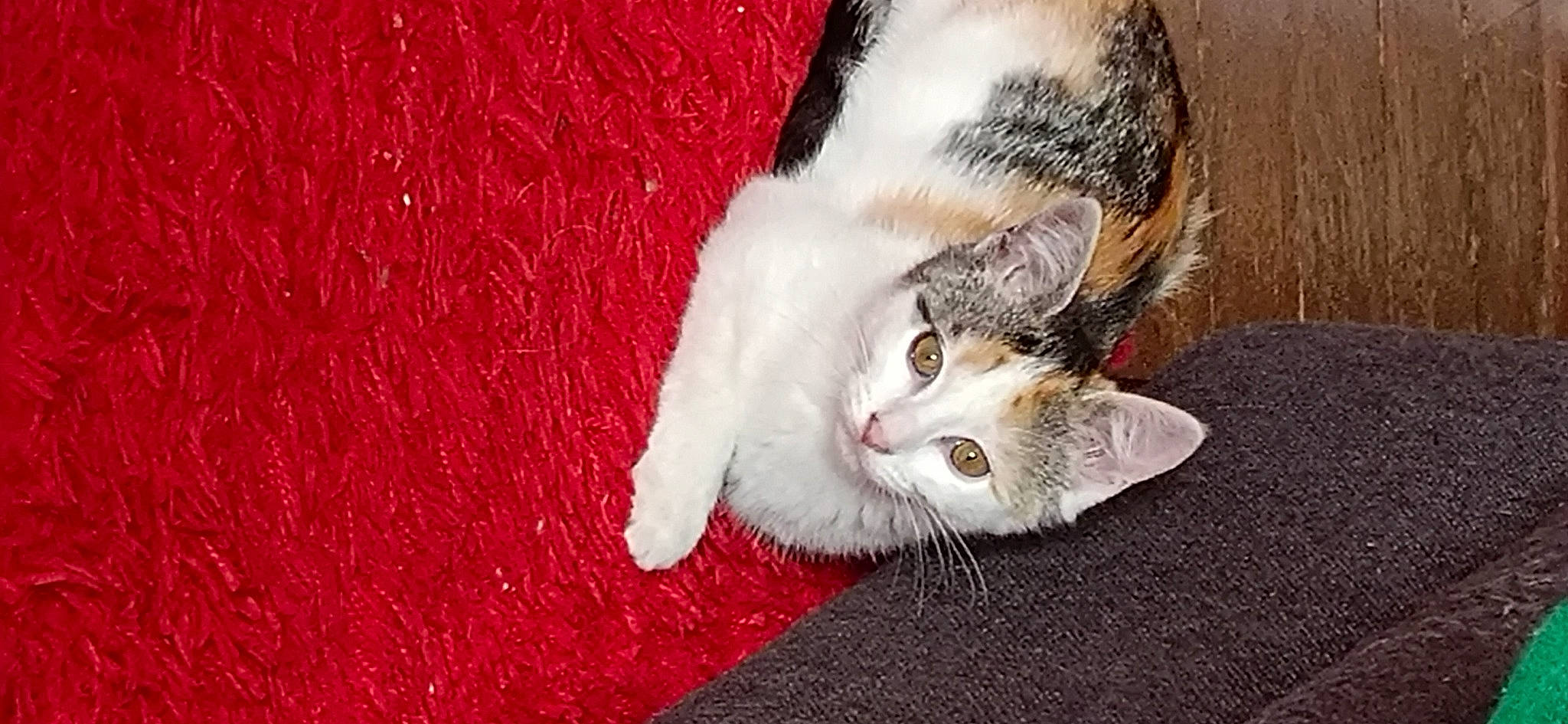 Versailles participe au concours pour gagner de l'argent avec cette photo : carnivore, carpet, cat, claw, comfort, domestic_short_haired_cat, eye, fang, fawn, felidae, flooring, foot, fur, nap, paw, photo_caption, small_to_medium_sized_cats, snout, tail, whiskers