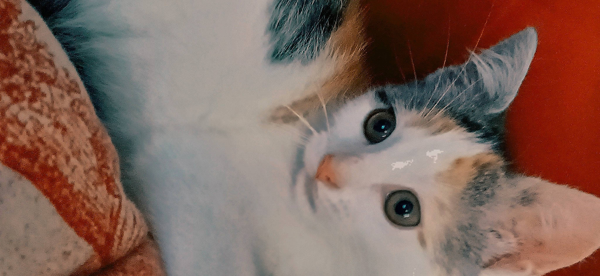 Versailles participe au concours pour gagner de l'argent avec cette photo : carnivore, cat, domestic_short_haired_cat, ear, eye, eyelash, felidae, fur, head, iris, nose, small_to_medium_sized_cats, snout, terrestrial_animal, whiskers