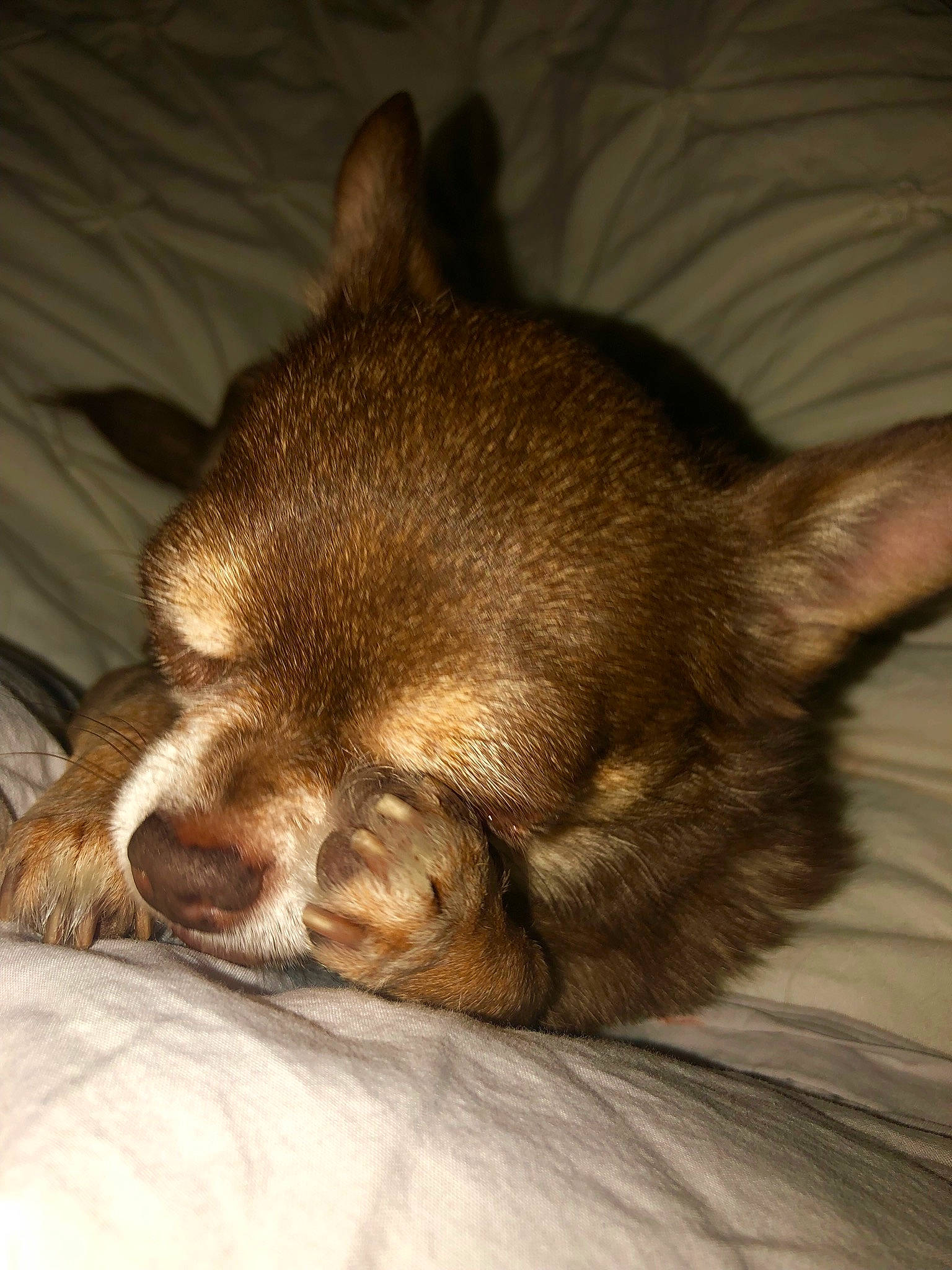 Dierks is registered to the contest to win money with this photo: canidae, carnivore, chihuahua, companion_dog, dog, dog_breed, ear, fawn, liver, mammal, nap, puppy, skin, snout, toy_dog, vertebrate