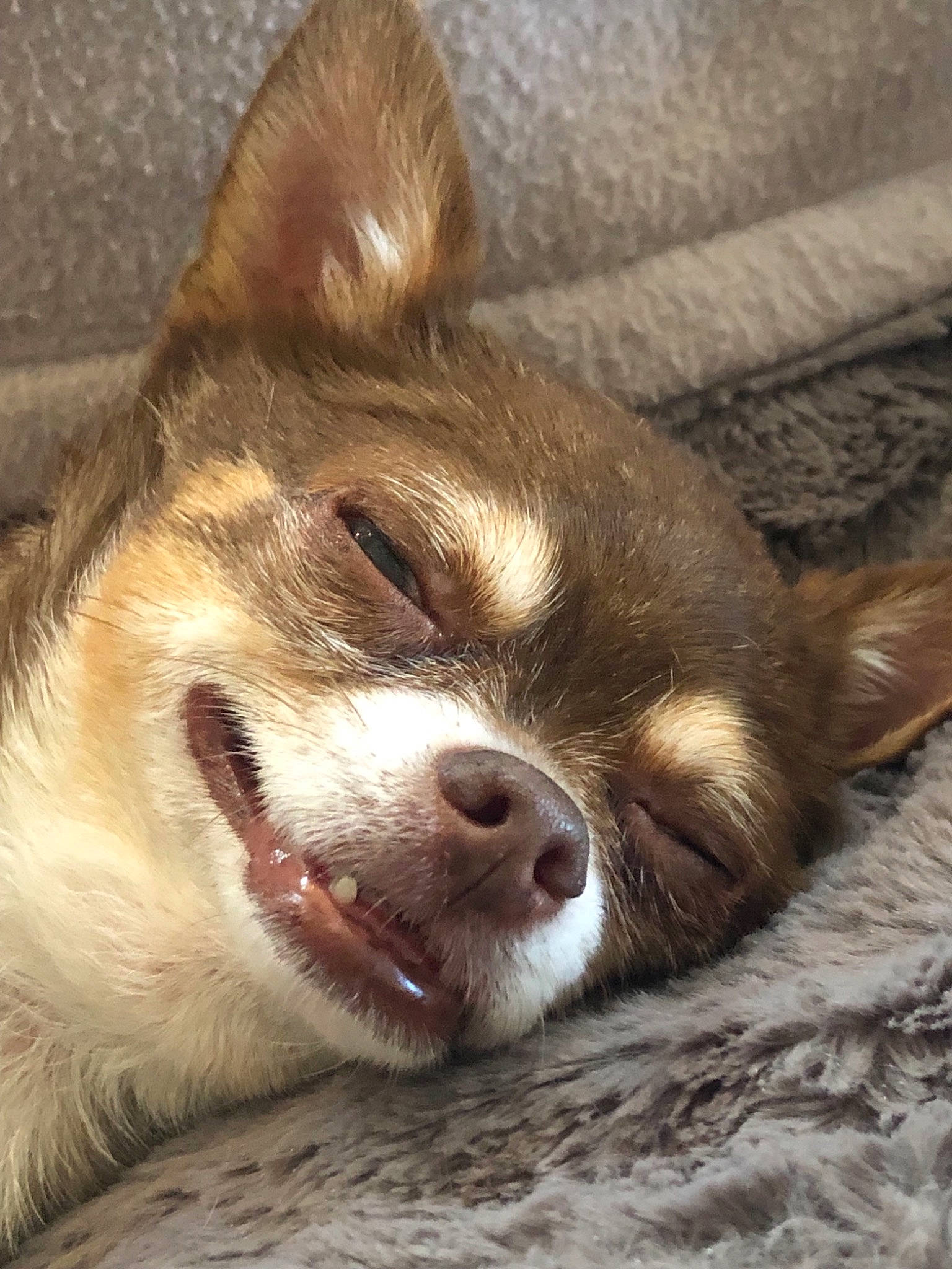 Dierks is registered to the contest to win money with this photo: canidae, carnivore, chihuahua, companion_dog, dog, dog_breed, ear, mammal, nap, nose, puppy, puppy_love, snout, sporting_group, toy_dog, vertebrate, welsh_corgi, whiskers