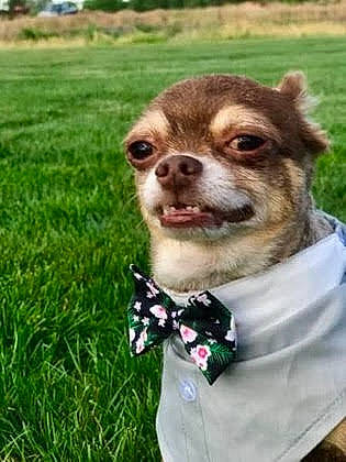 Dierks is registered to the contest to win money with this photo: ancient_dog_breeds, bow_tie, canidae, carnivore, chihuahua, companion_dog, dog, dog_breed, dog_clothes, dog_collar, fashion_accessory, fawn, grass, mammal, plant, puppy, rare_breed_dog, snout, sporting_group, tie