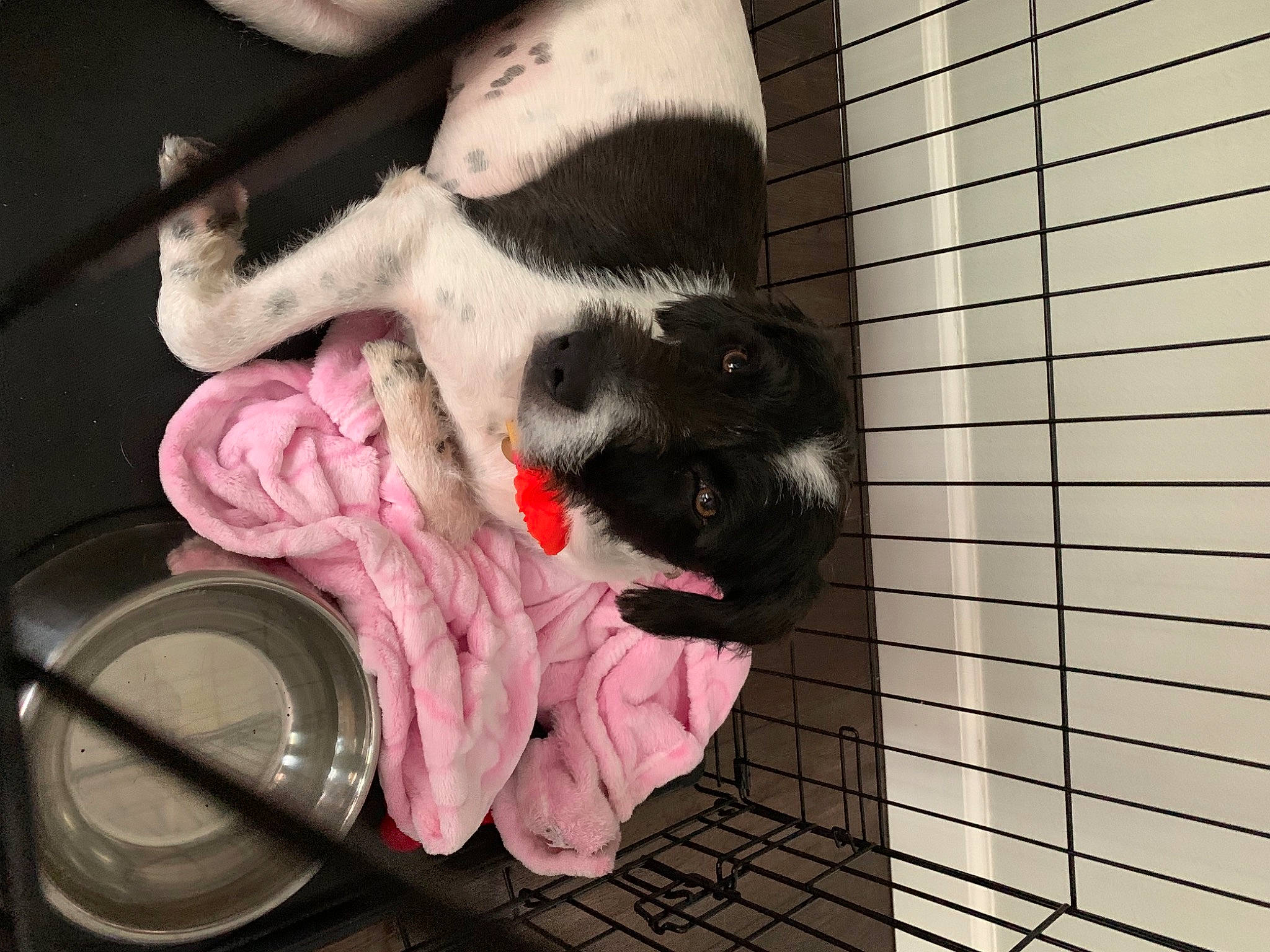 Rokky is registered to the contest to win money with this photo: audio_equipment, carmine, carnivore, companion_dog, dog, dog_breed, dog_supply, fawn, felidae, flooring, foot, fur, guard_dog, human_leg, magenta, paw, small_to_medium_sized_cats, tail, toy, whiskers