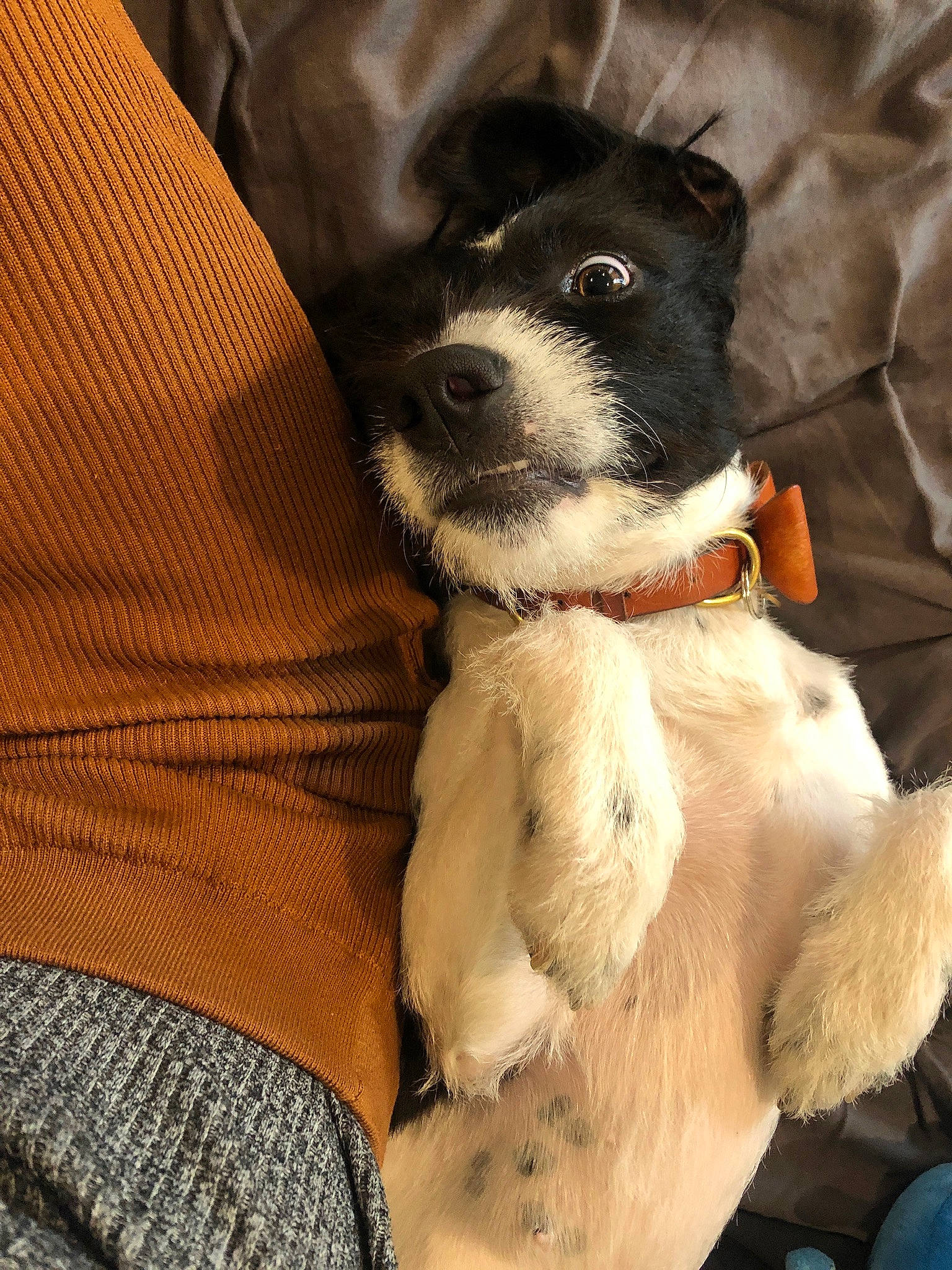 Rokky is registered to the contest to win money with this photo: borador, canidae, carnivore, comfort, companion_dog, dog, dog_breed, fur, non_sporting_group, paw, puppy, puppy_love, snout, sporting_group, toy_dog, whiskers, working_animal