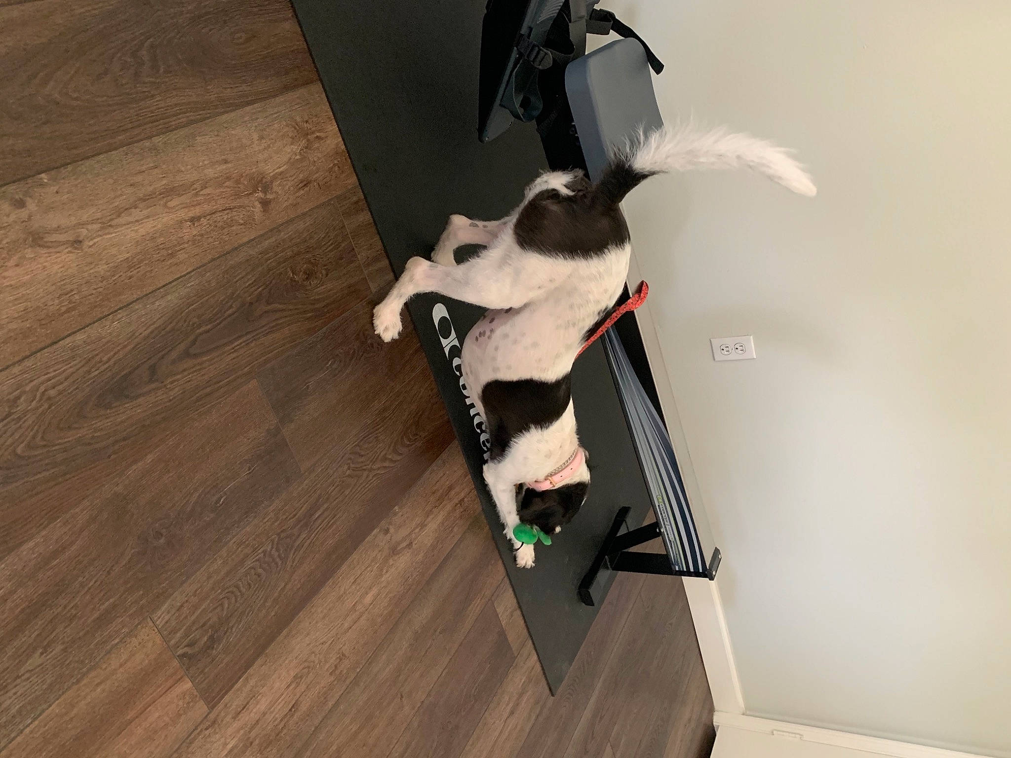 Rokky joined the competition — help win amazing prizes! carmine, carnivore, chair, felidae, flooring, fur, hardwood, laminate_flooring, lumber, plank, plywood, room, shelf, stairs, tail, varnish, wing, wood, wood_flooring, wood_stain