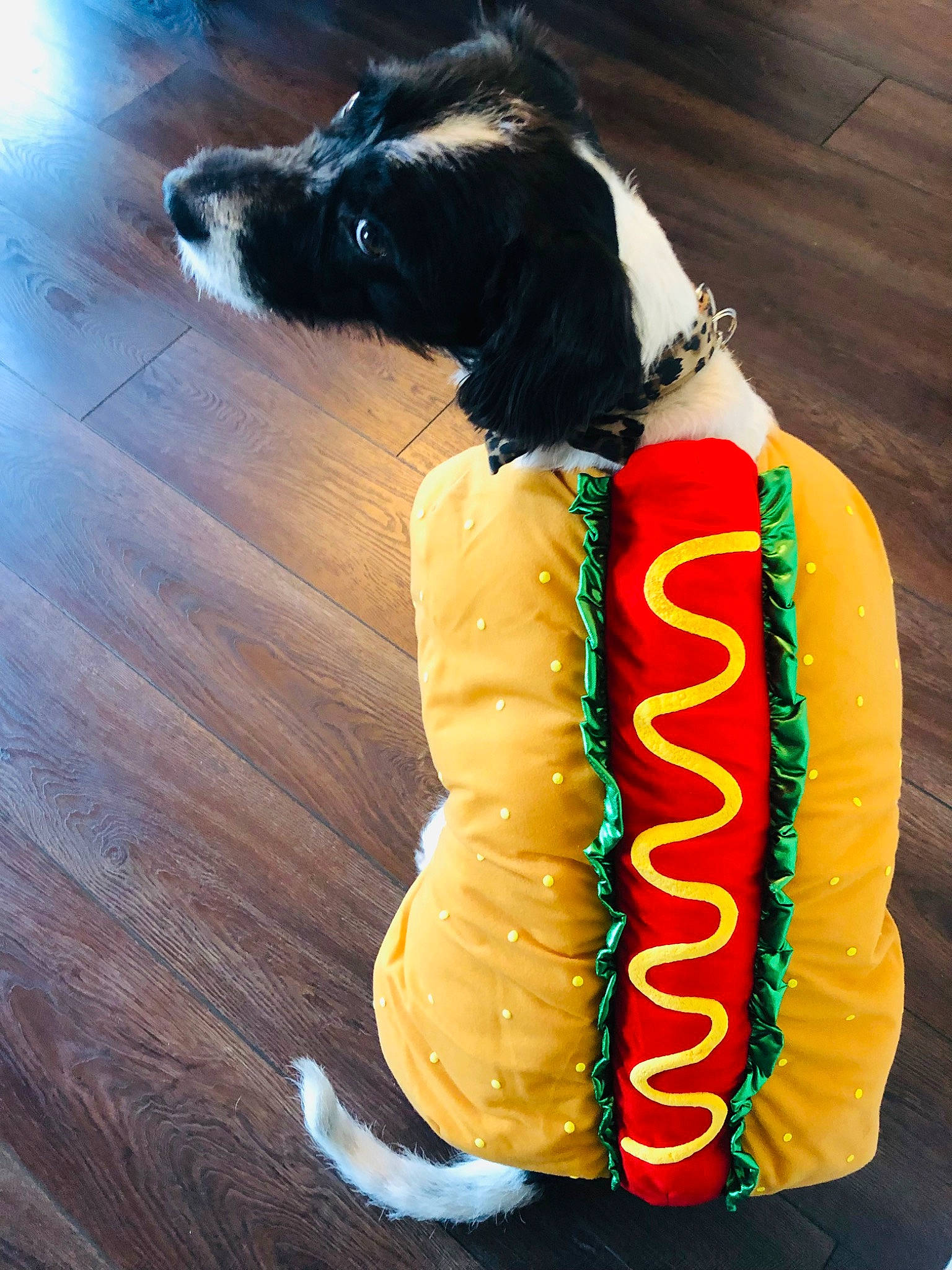 Rokky joined the competition — help win amazing prizes! baked_goods, carnivore, collar, companion_dog, cuisine, dessert, dish, dog, dog_clothes, dog_collar, dog_supply, flooring, food, herding_dog, icing, ingredient, pet_supply, sweetness, tail, working_animal