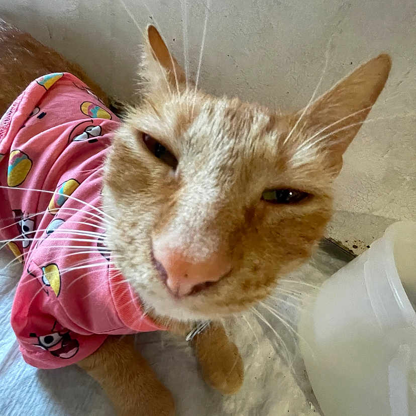 Tortilla joined the competition — help win amazing prizes! abyssinian, animal, blanket, cat, clothing, coat, face, head, hoodie, indoors, interiordesign, kitten, knitwear, manx, person, pet, photography, portrait, siamese, sleeping