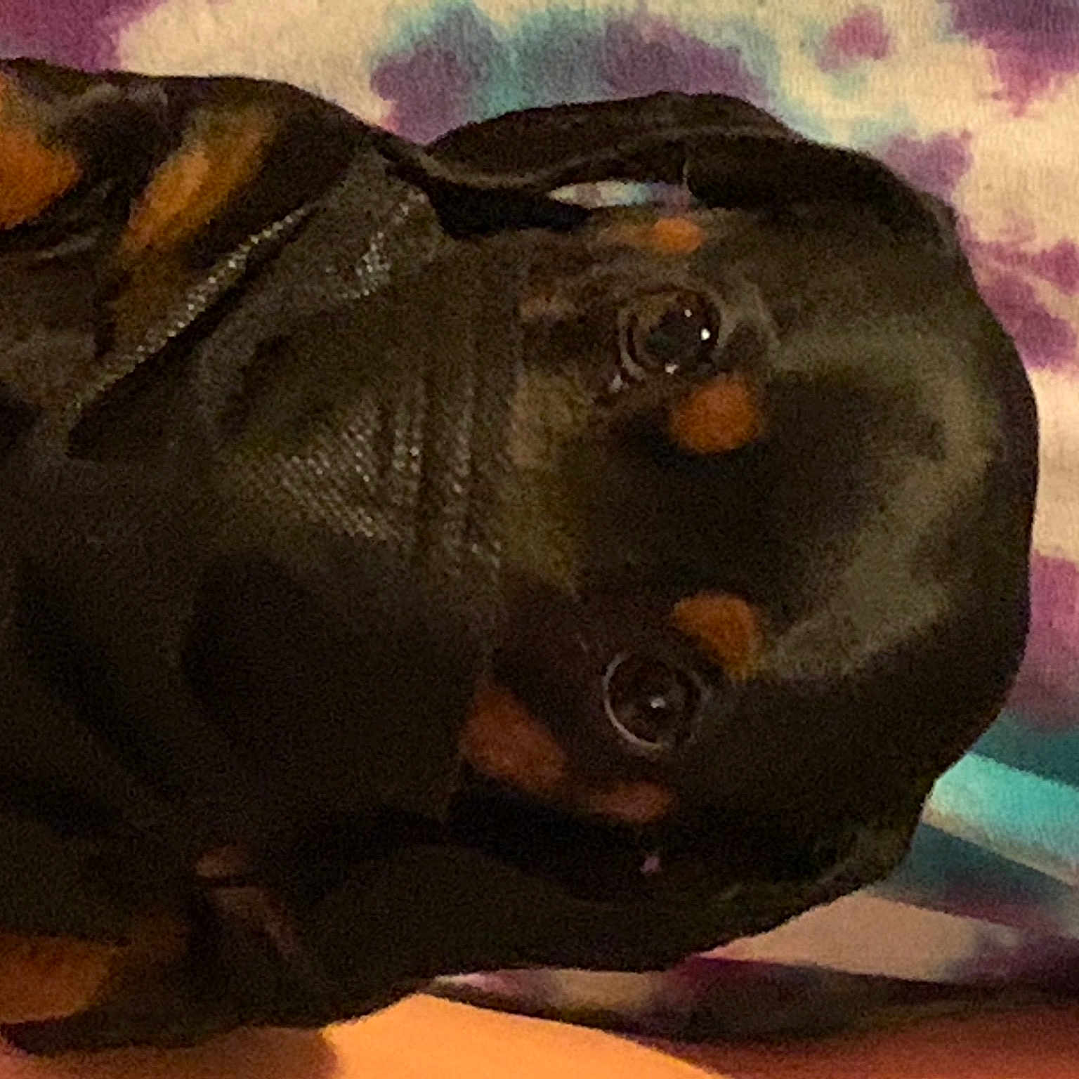 Zoey Lou joined the competition — help win amazing prizes! arm, art, canidae, dog_breed, eye, gesture, hand, head, human_body, illustration, jaw, leg, liver, organism, painting, personal_protective_equipment, sculpture, snout, terrestrial_animal, visual_arts
