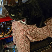 Lucky joined the competition — help win amazing prizes! cat, black_cat, yellow_eyes, blanket, pink_blanket, indoor, pet, feline, curious, whiskers, sitting, cozy, shelf, clutter, household_items, dim_light, fur, domestic_animal, resting, close_up