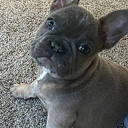 Gus joined the competition — help win amazing prizes! dog, puppy, french_bulldog, pet, canine, sitting, carpet, fur, ear, curious, portrait, indoor, paw, close_up, adorable, brown, wrinkled_face, nose, eyes, looking_up