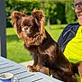 dog, brown_dog, long_hair, small_dog, pet, outdoor, table, coffee_cup, person, glasses, yellow_shirt, greenery, sunlight, garden, smiling, side_view, daylight, relaxed, canine, companion