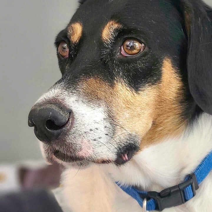 Caïpi participe au concours pour gagner de l'argent avec cette photo : accessories, animal, appenzeller, beagle, canine, collar, dog, face, head, hound, labradorretriever, leash, person, pet, photography, pointer, portrait, puppy, snout, strap