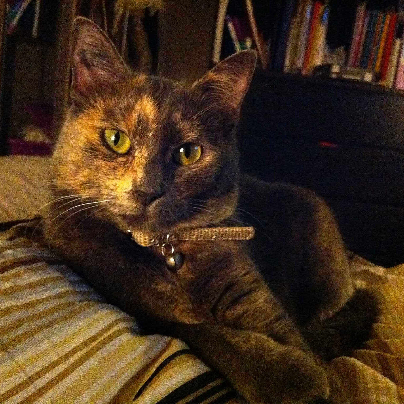 Cléo a rejoint le concours — aidez-le/la à gagner de superbes lots !