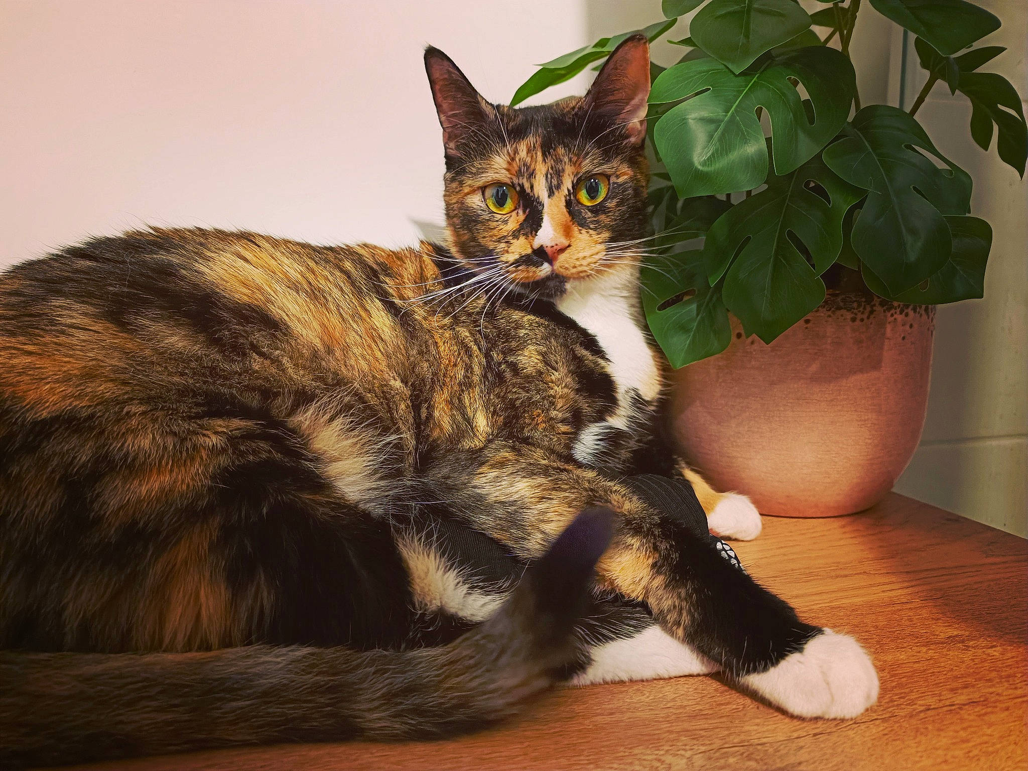 Soya participe au concours pour gagner de l'argent avec cette photo : carnivore, cat, claw, comfort, domestic_short_haired_cat, eye, felidae, flowerpot, fur, hardwood, houseplant, paw, plant, sitting, small_to_medium_sized_cats, snout, tail, terrestrial_animal, whiskers, window