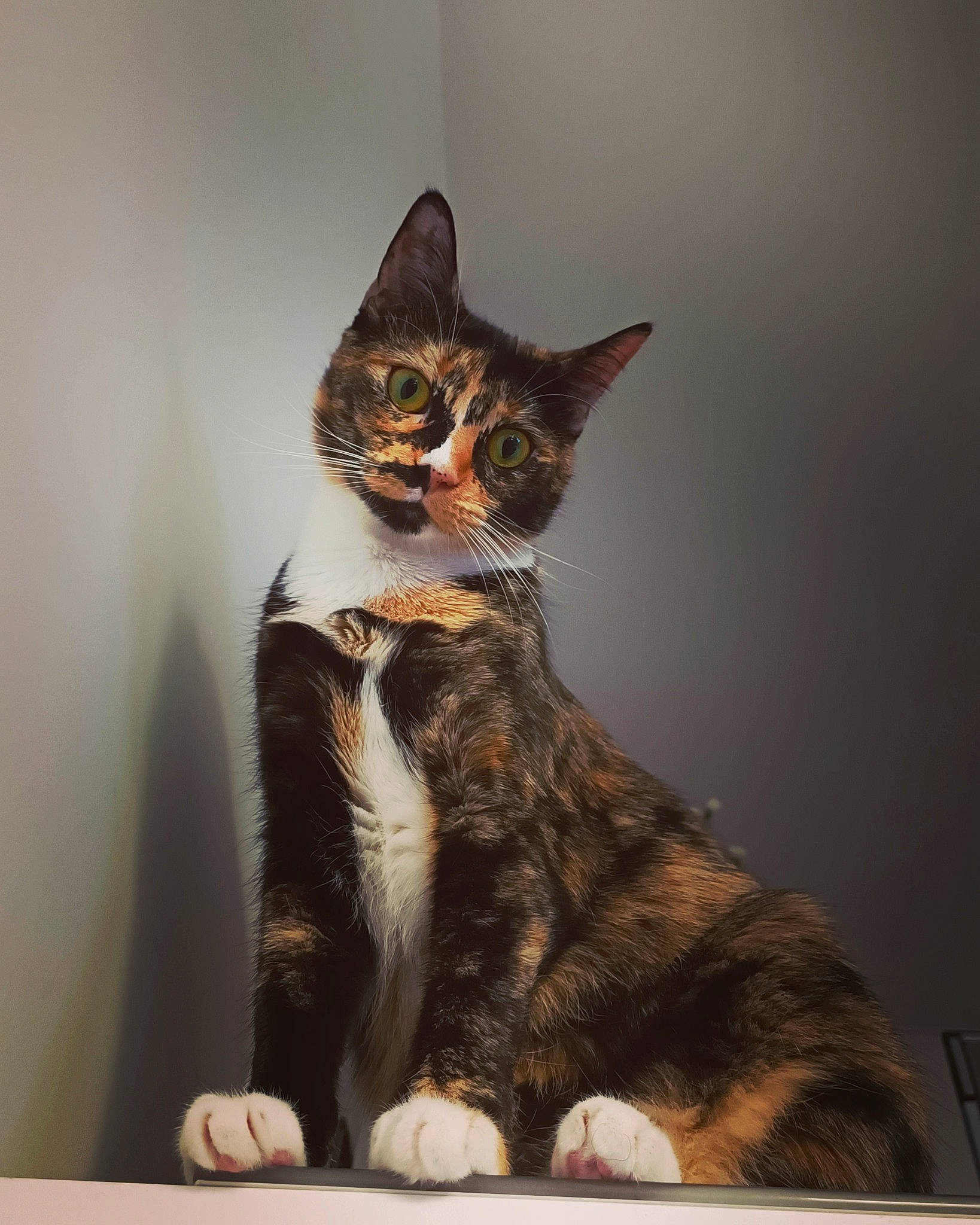 Soya a rejoint le concours — aidez-le/la à gagner de superbes lots ! art, carnivore, cat, domestic_short_haired_cat, eye, fawn, felidae, fur, paw, sitting, small_to_medium_sized_cats, snout, tail, terrestrial_animal, whiskers, wildlife