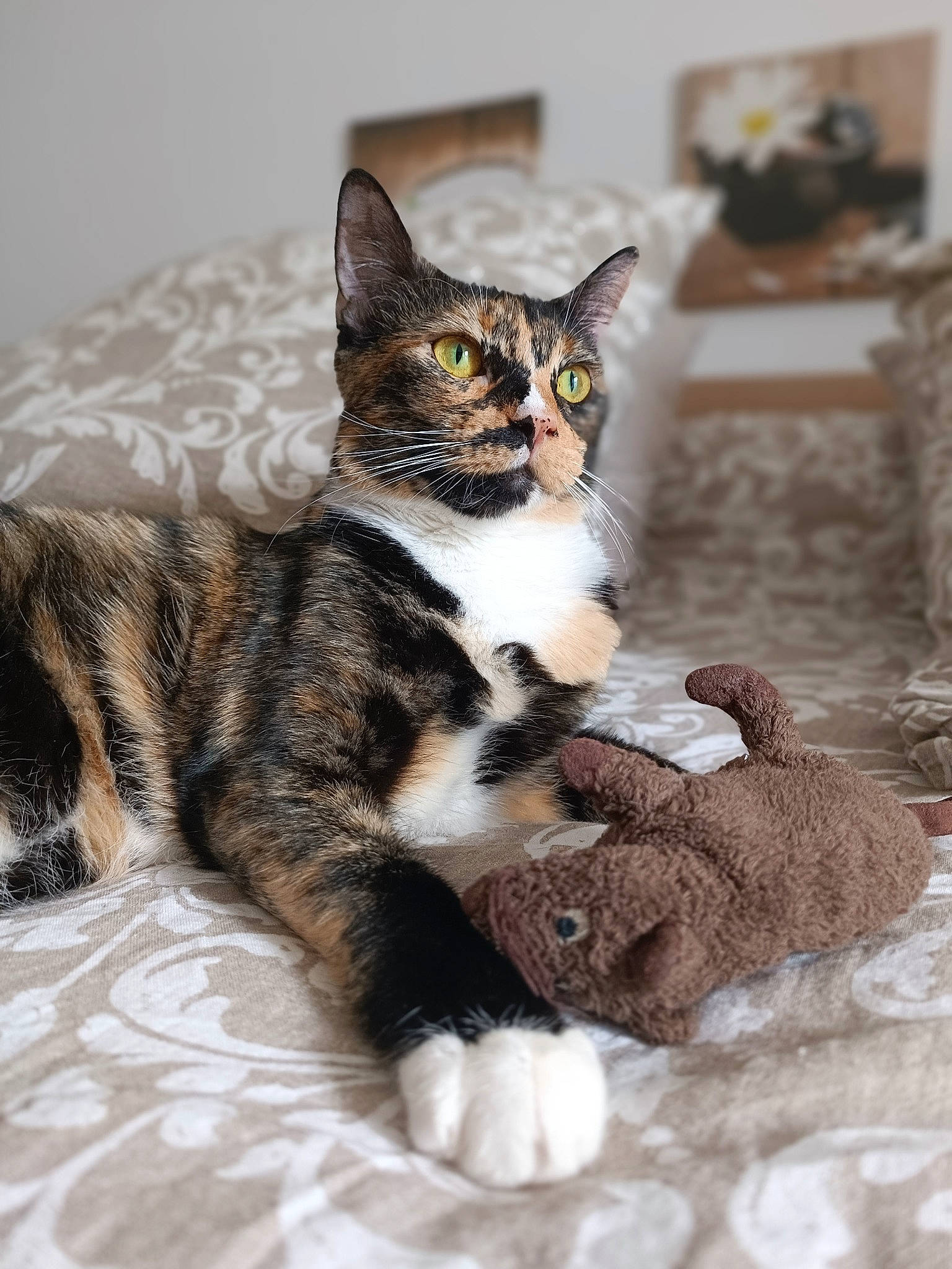 Soya a rejoint le concours — aidez-le/la à gagner de superbes lots ! carnivore, cat, claw, comfort, domestic_short_haired_cat, felidae, foot, fur, houseplant, leg, paw, sitting, small_to_medium_sized_cats, snout, tail, terrestrial_animal, whiskers, wildlife