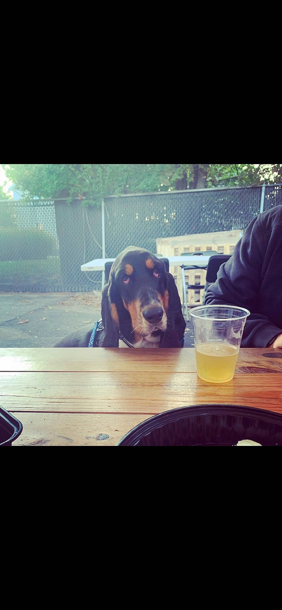 Ronald Reagan is registered to the contest to win money with this photo: beauty, beer, carnivore, companion_dog, cool, dog, dog_breed, drink, happy, juice, leisure, morning, sitting, sporting_group, square, sunset, table, tableware, tints_and_shades, wheat_beer