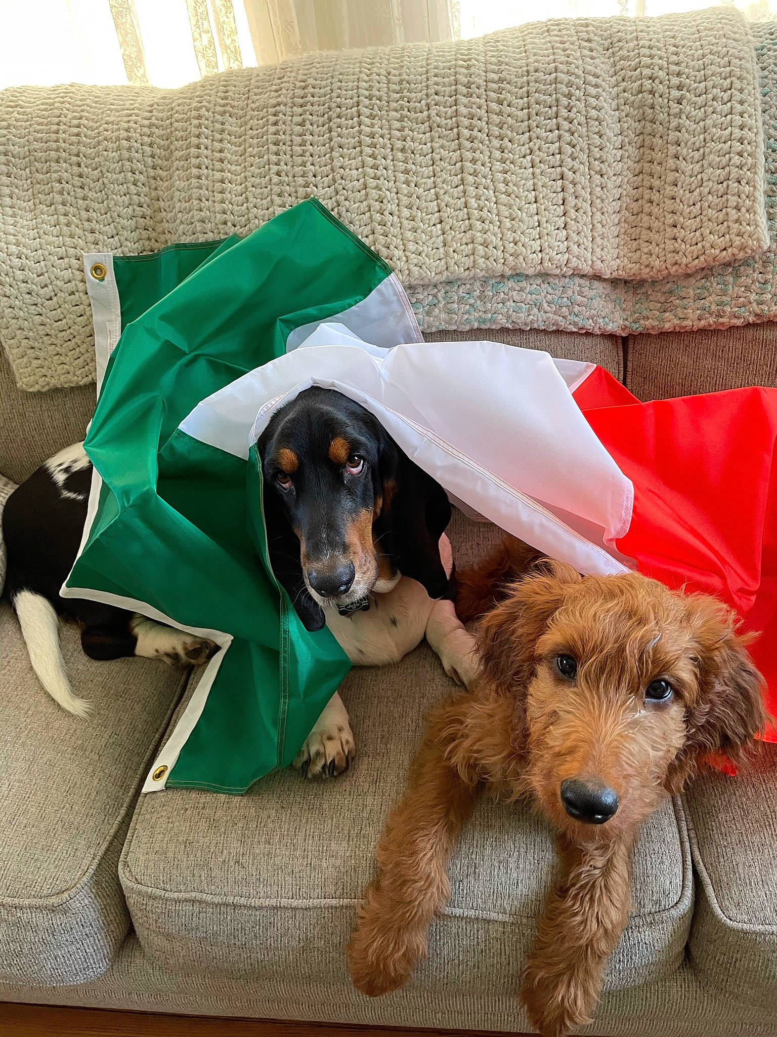 Ronald Reagan joined the competition — help win amazing prizes! carnivore, comfort, companion_dog, couch, dog, dog_breed, dog_supply, fur, liver, mammal, pet_supply, pillow, rectangle, snout, sporting_group, terrier, throw_pillow, toy, working_animal, working_terrier