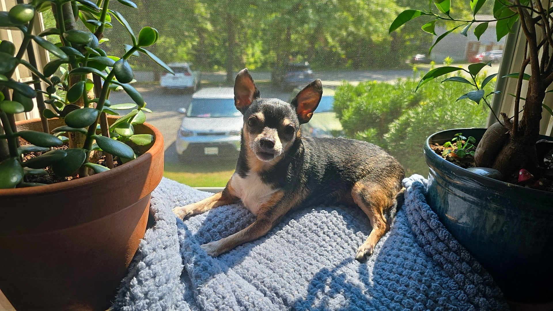 Uppy is registered to the contest to win money with this photo: dog, small_dog, chihuahua, blanket, plant, potted_plant, window, sunlight, indoor, pet, leafy, cozy, resting, animal, fur, ears, face, nature, daylight, relaxing