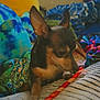 dog, chihuahua, pet, toy, blanket, plush_toy, indoor, cozy, sniffing, chew_stick, colorful, fabric, small_dog, animal, cute, resting, playful, fur, ears, companion