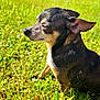 Uppy joined the competition — help win amazing prizes! dog, small_dog, outdoor, grass, sunlight, nature, pet, animal, canine, side_view, brown_fur, black_fur, ears, snout, close_up, daylight, greenery, peaceful, relaxed, mammal