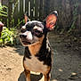 Uppy joined the competition — help win amazing prizes! dog, chihuahua, small_dog, outdoor, sunlight, shadow, fence, dirt, pet, animal, ears, close_up, backyard, nature, canine, standing, daylight, fur, cute, alert