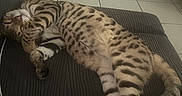 Jungle a rejoint le concours — aidez-le/la à gagner de superbes lots ! animal, cat, cat_scratcher, couch, cozy, domestic, feline, fur, home, indoor, paw, pet, relaxed, resting, sleeping, soft, spotted_cat, striped_tail, tile_floor, whiskers