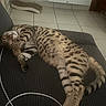 animal, cat, cat_scratcher, couch, cozy, domestic, feline, fur, home, indoor, paw, pet, relaxed, resting, sleeping, soft, spotted_cat, striped_tail, tile_floor, whiskers