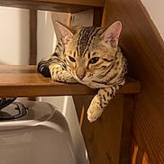 Jungle participe au concours pour gagner de l'argent avec cette photo : animal, brown, cat, cozy, cute, domestic, feline, fur, house, indoor, mammal, paw, pet, relaxed, resting, sleepy, spotted, stairs, striped, wood