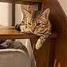 animal, brown, cat, cozy, cute, domestic, feline, fur, house, indoor, mammal, paw, pet, relaxed, resting, sleepy, spotted, stairs, striped, wood