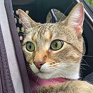 Bubbles joined the competition — help win amazing prizes! abyssinian, accessories, animal, architecture, backpack, bag, building, cat, face, handbag, head, kitten, outdoors, person, pet, photography, plant, portrait, shelter, strap