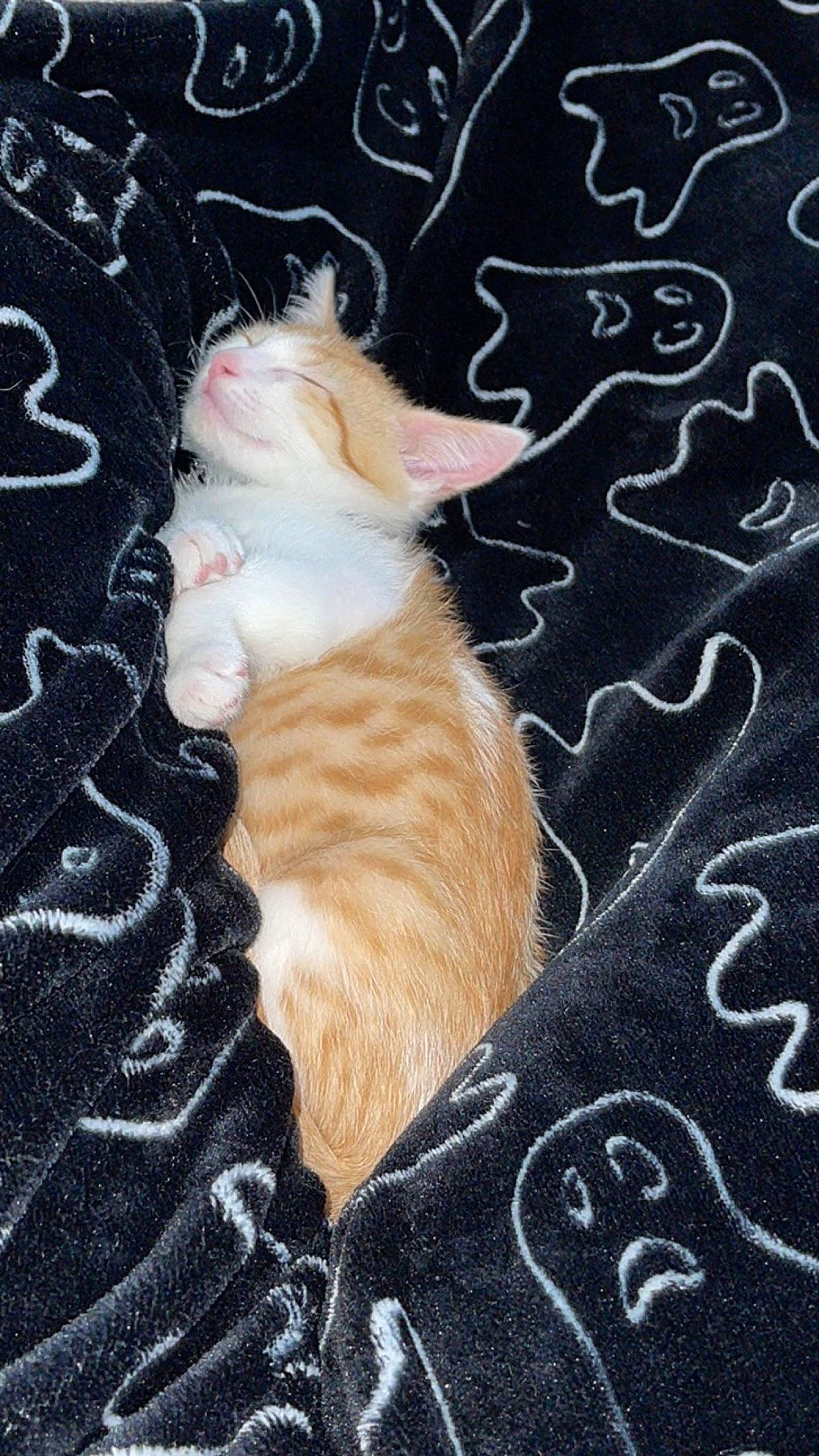 Neko joined the competition — help win amazing prizes! art, carnivore, cat, claw, domestic_short_haired_cat, fawn, felidae, font, fur, linens, organism, pattern, paw, small_to_medium_sized_cats, tail, textile, visual_arts, whiskers, window, wood